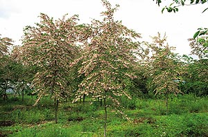 ベストホーム 岡山 人気の植木 高木類 落葉樹 エゴノキ ピンクチャイム